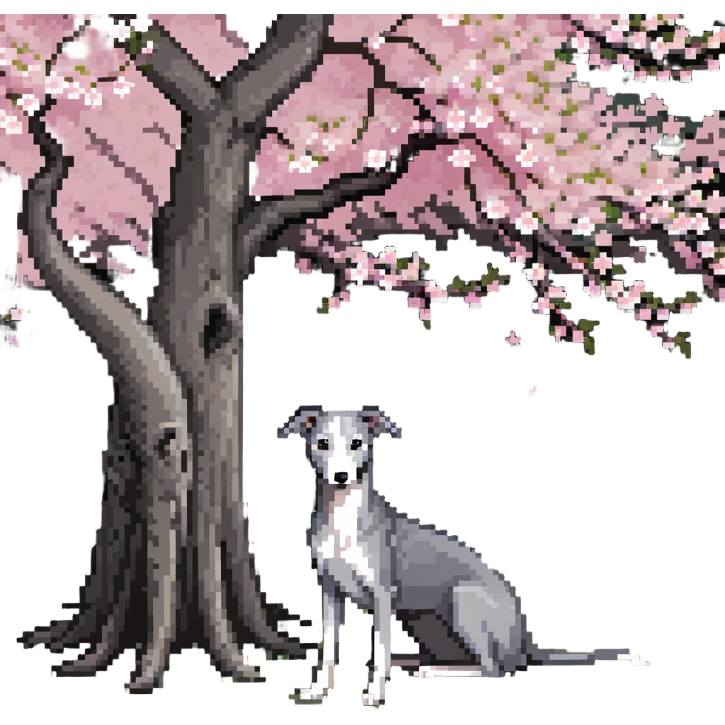 A very beautiful and attractive 25-year-old Chinese woman with long flowing black hair and a pure solid dark grey whippet with ABSOLUTELY NO white markings anywhere on its body sitting under a cherry blossom tree. The whippet must be completely solid dark grey with no white on chest, no white on muzzle, no white on paws - entirely one solid dark grey color. emoji