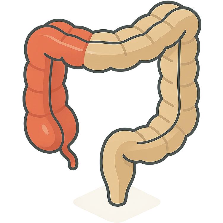 intestine in 2D isometric style, minimalist background, soft shadows and highlights, transparent background, variant with emphasis on thick section emoji