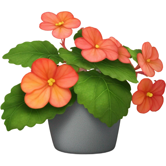 Begonia flower plant  emoji