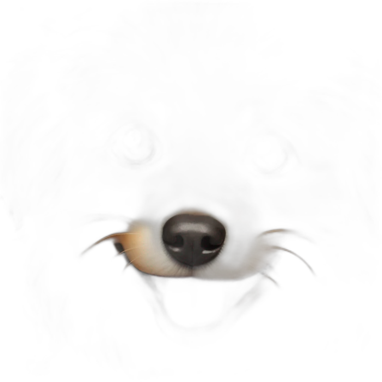 cute-pomeranian-toypoodle emoji