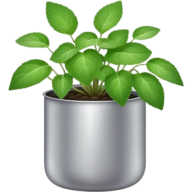 Young sprouts of Plectranthus Verticillatus with round circular leaves in a silver metallic pot emoji