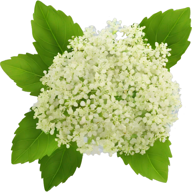 Elderflower emoji