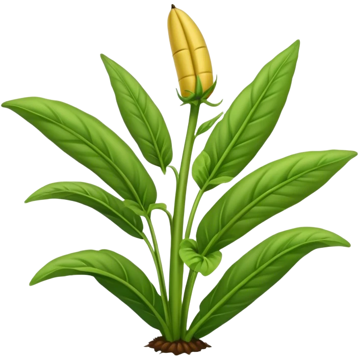 Plantain herb  emoji