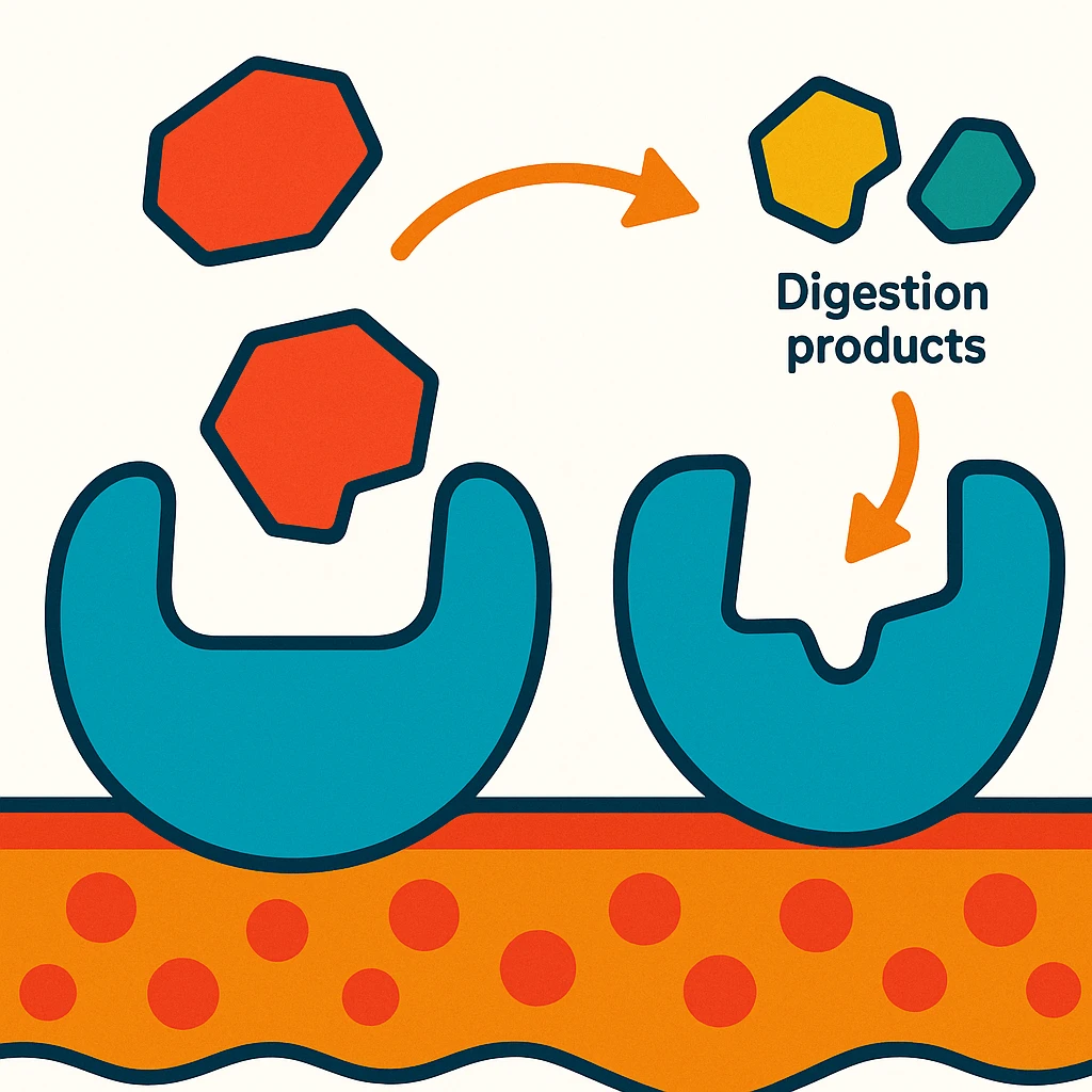 Ultra-detailed scientific illustration  (like in a school book) of enzyme digestion. Macro molecular view, clean white background, no text, no human figures or cartoon characters. Purely biological focus. emoji