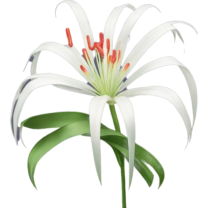 Spider lily emoji