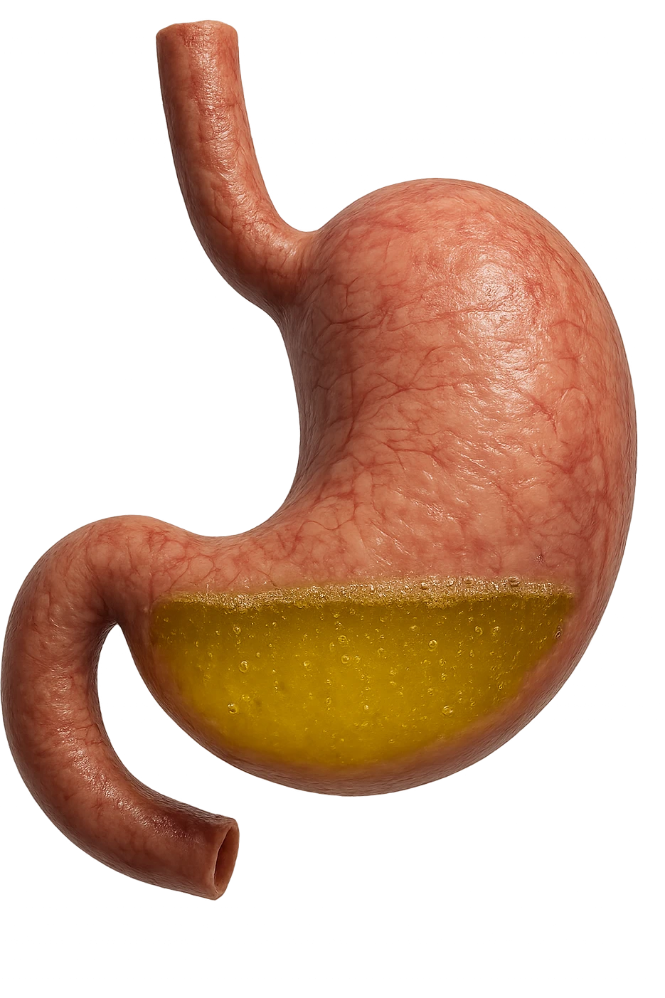 stomaco con acido giallo all'interno, iperrealistico, non disegnato emoji