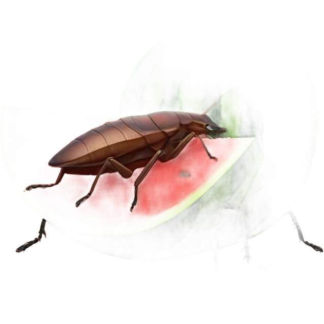 Cockroach with a watermelon emoji