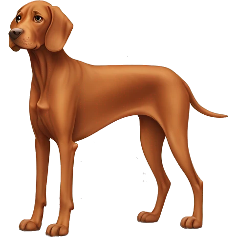 Aging Vizsla dog. Standing. Long ears. Long legs emoji