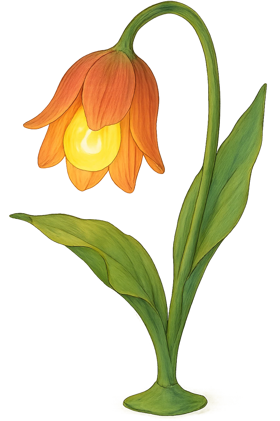 a lamp made out of a tulip flower, the bulb in the flower, drooping over, natural colors, soft, fairy-like atmosphere, no background emoji