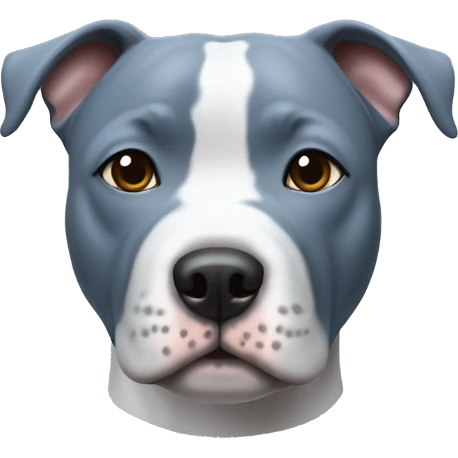 Blue english staffy with white chest and grey on snout  emoji