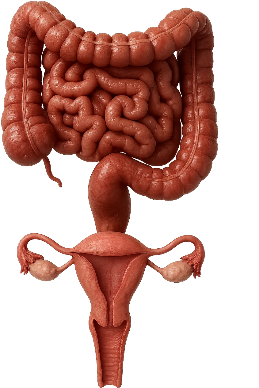 INTESTINO E UTERO UMANI REALISTICI SONO COLLEGATI VERTICALMENTE, IPERREALISTICO 4K emoji