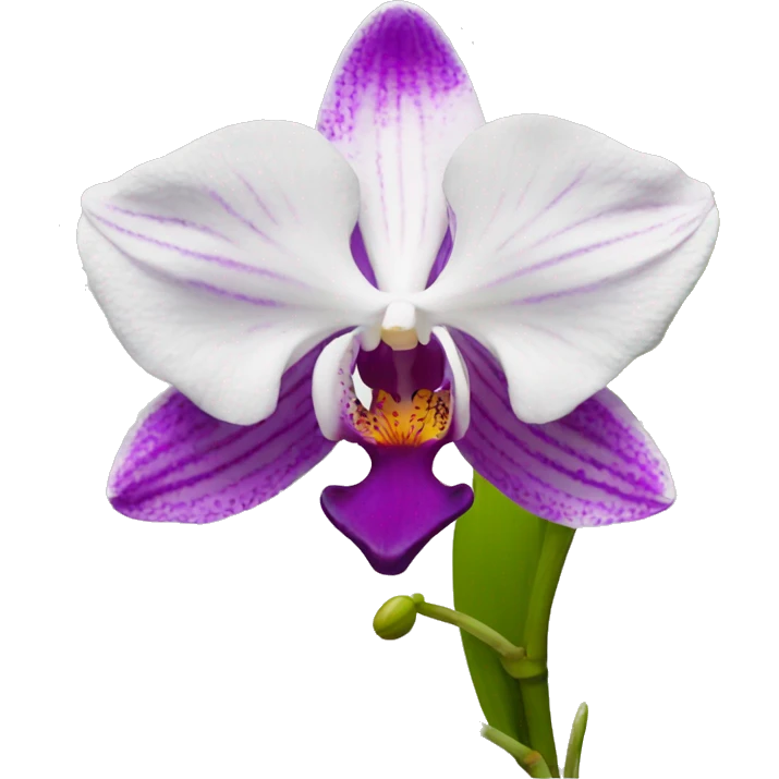 cataleya orchid emoji
