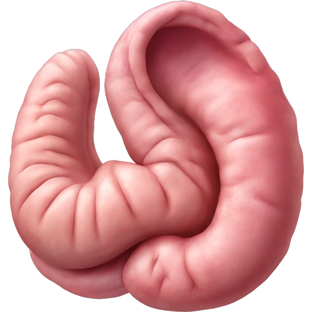 Realistic image of a human stomach, with its J-shape, inner folds, and a smooth pinkish surface, showing clear anatomical details and subtle shading.” emoji