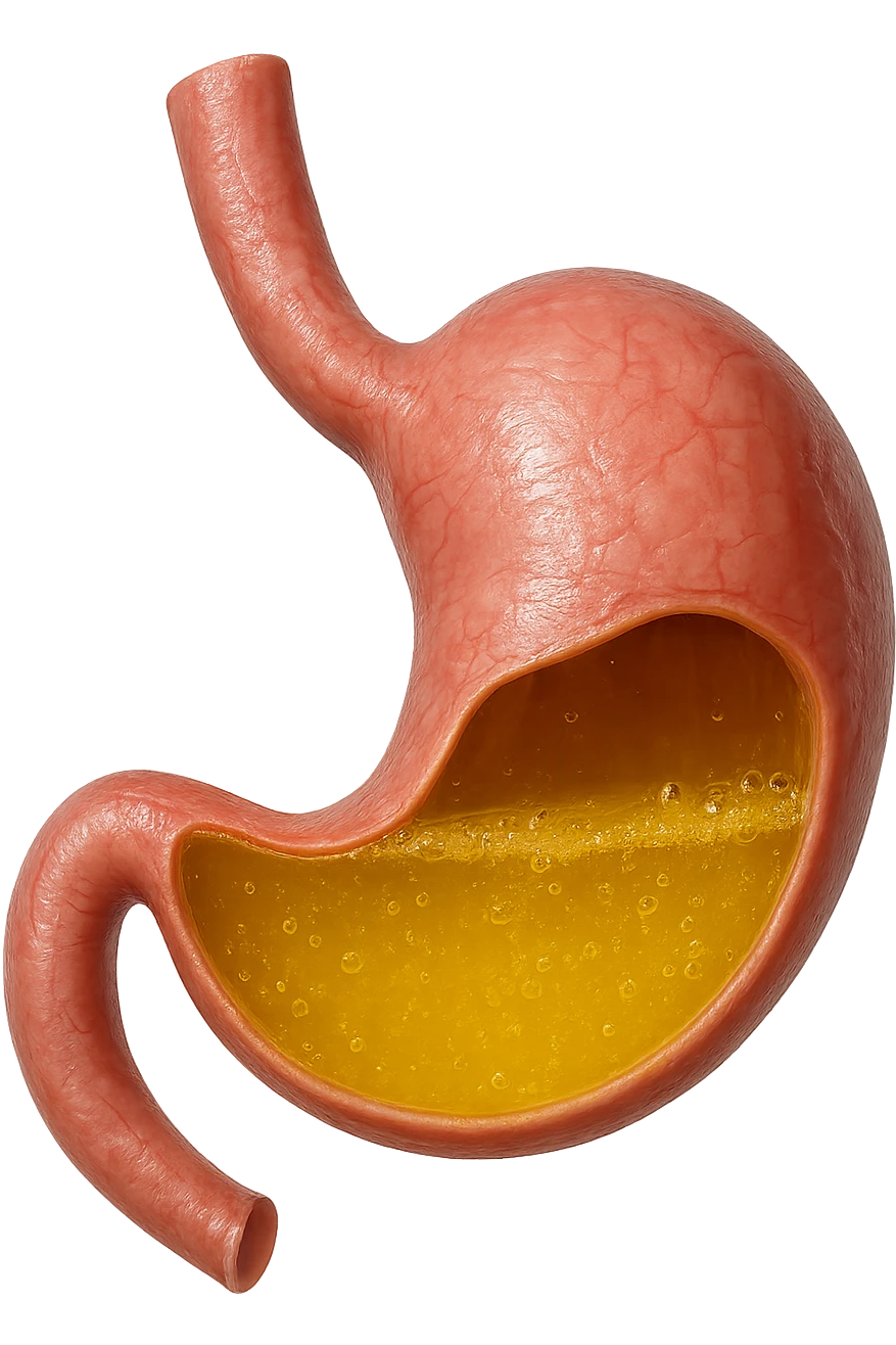 STOMACO CON ACIDO GIALLO ALL'INTERNO, IPERREALISTICO 4K emoji