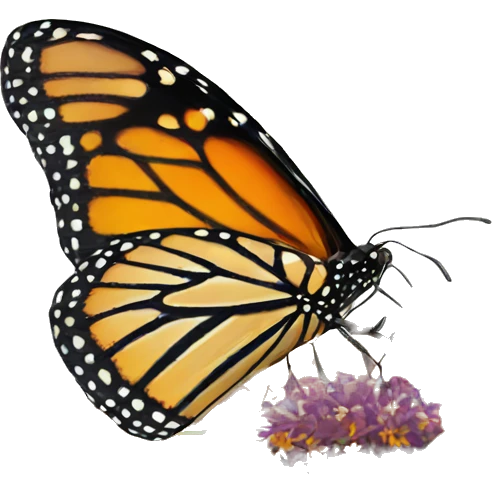 Monarch butterfly on a flower emoji