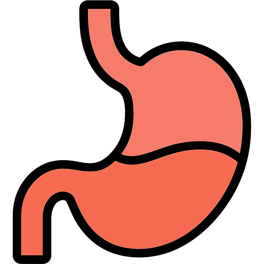 medical illustration of an empty stomach icon with color outline emoji