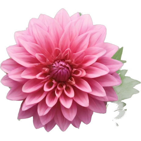 Dahlia flower emoji