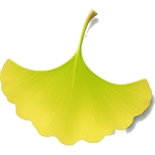 Ginkgo leaf emoji