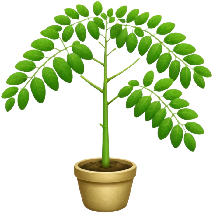 Moringa
oleifera  emoji