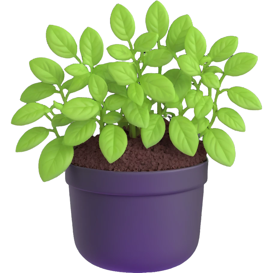Small sprouts of Plectranthus Verticillatus with perfectly round leaves growing in a shiny metallic pot emoji