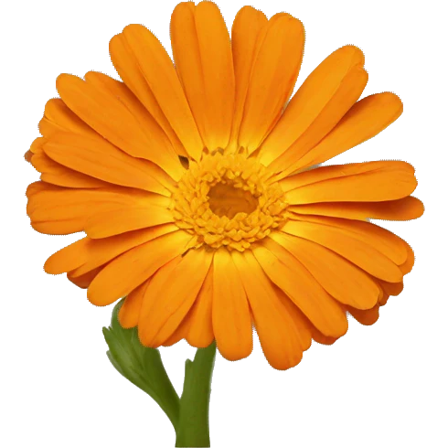 Orange calendula emoji