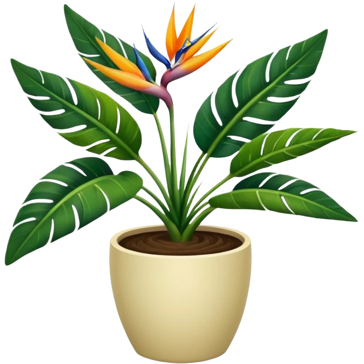 Bird of paradise leafy plant in cream pot no white between leaves no background emoji