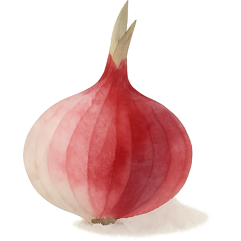 watercolor style red onion, no background emoji