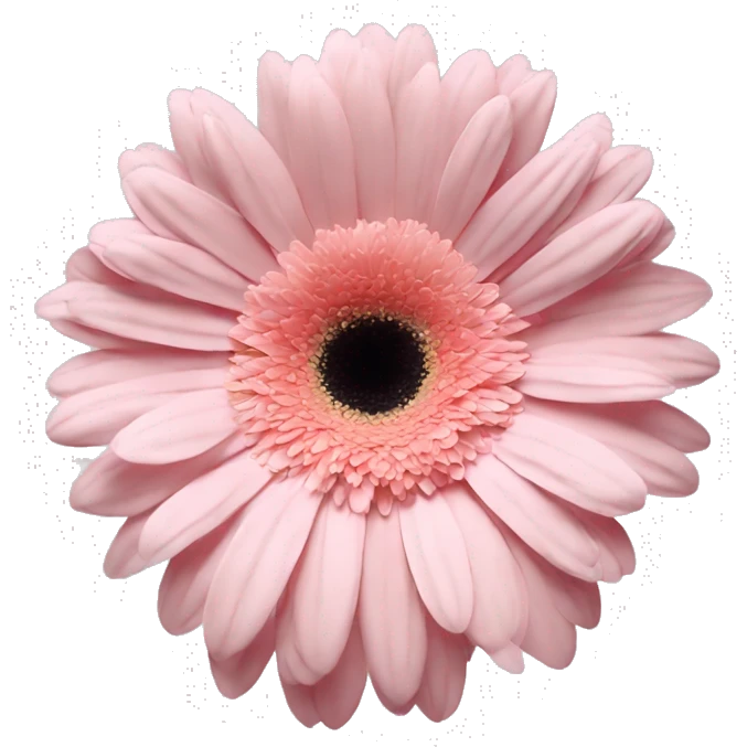 pale pink one flower gerbera emoji