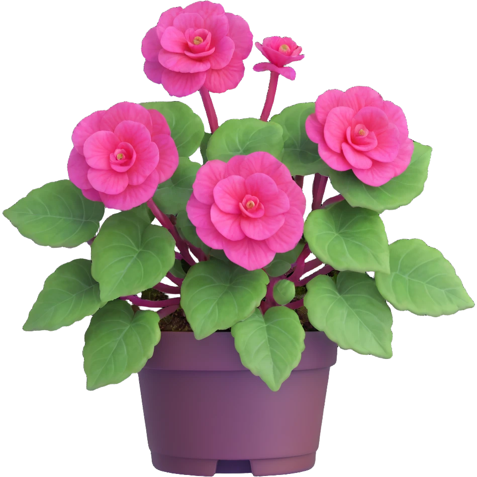 Bird's eye view of Begonia Rex plant showing spiral leaf formation from directly above, dark green leaves with purple edges and white spots emoji