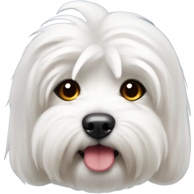 coton de tulear com lacinho vermelho emoji