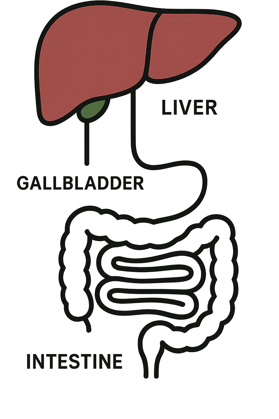 Connessione visiva con linee fegato , intestino e cistifellea emoji