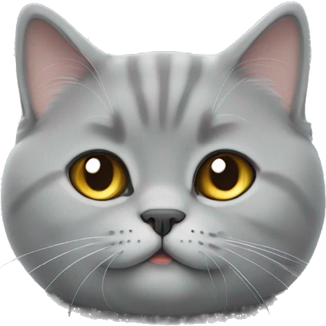 British shorthair cat grey and fluffy emoji
