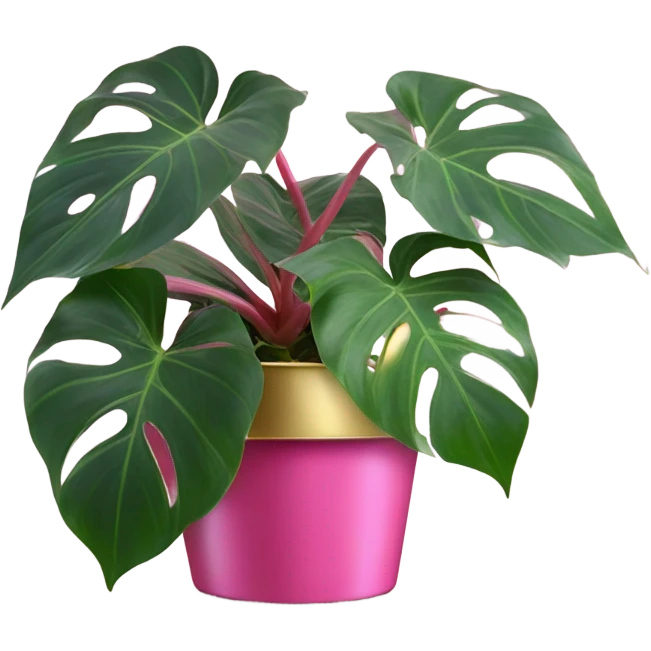 Philodendron pink princess in gold pot emoji