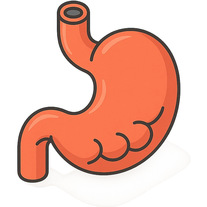 stomach, 2D isometric style, minimalist background, soft shadows and highlights, detailed, transparent background, shape and style similar to the first intestine variant emoji