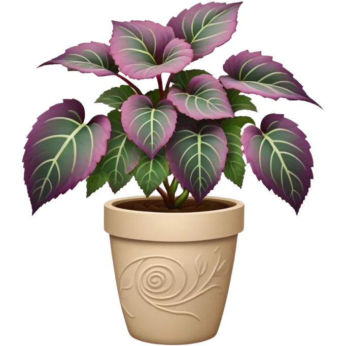 Begonia Rex plant with only greenish-purple spiral patterned leaves in a beige pot, no flowers emoji