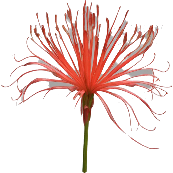 lycoris radiata emoji
