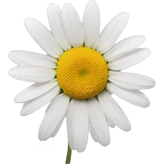 Aesthetic daisy  emoji