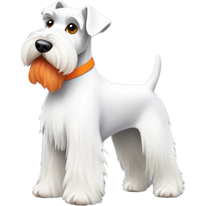 A white mini schnauzer  with a kind of orange red beard ￼ emoji