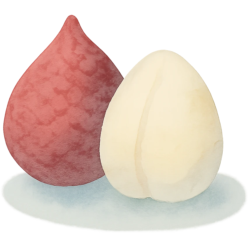 salak fruit, watercolor style, soft edges, natural colors, artistic, no background emoji