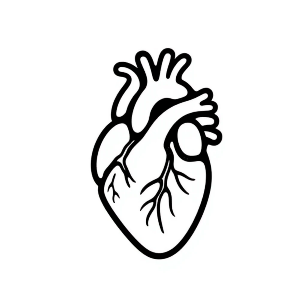 A heart drawn with hand-drawn lines, anatomical heart with chambers and arteries, medical diagram style with detailed internal structure emoji
