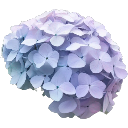 hydrangea in front of gray house  emoji