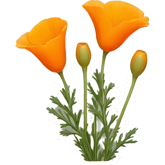 california poppy  emoji