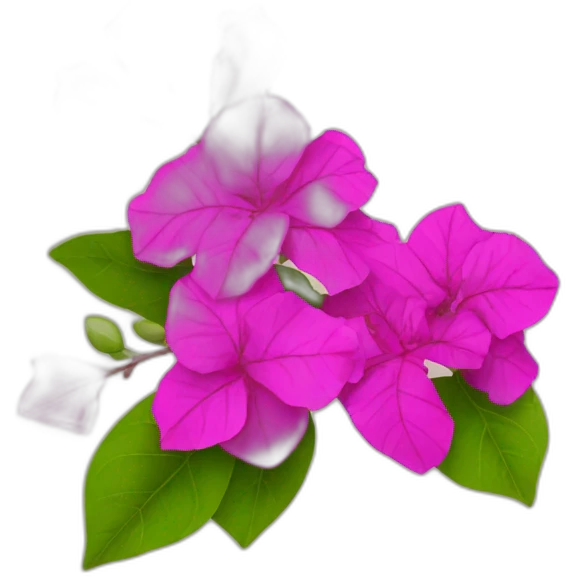 bougainvillea plant with flowers emoji