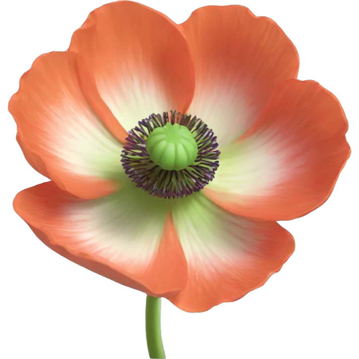 Poppy anemone emoji
