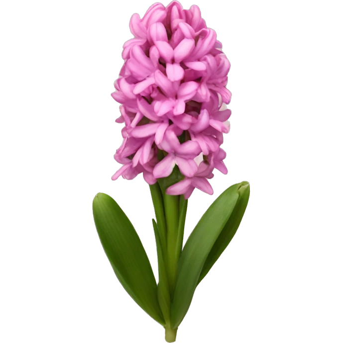 pink hyacinth  emoji