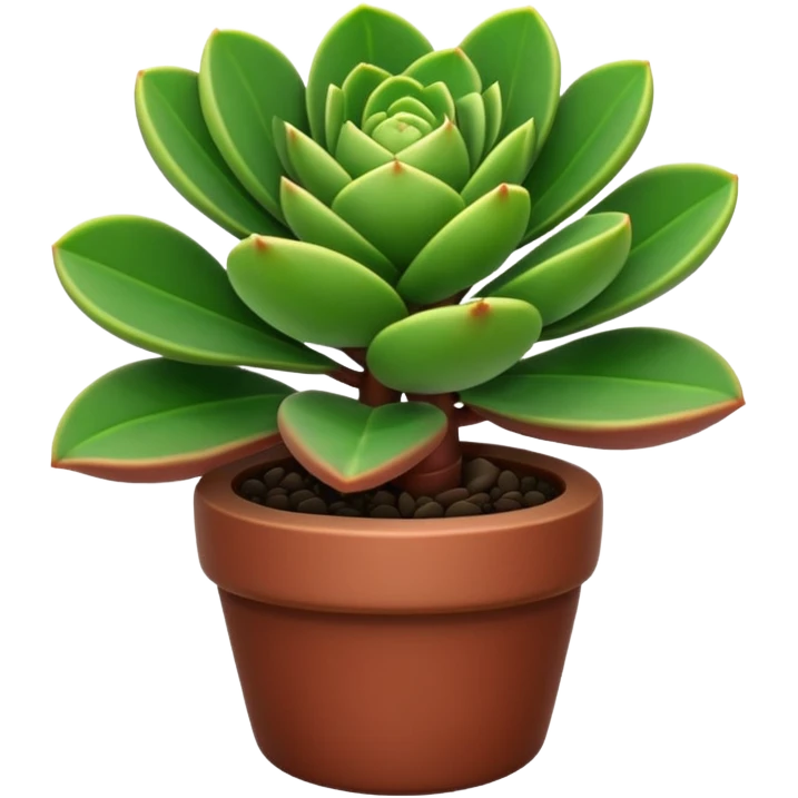 crassula emoji