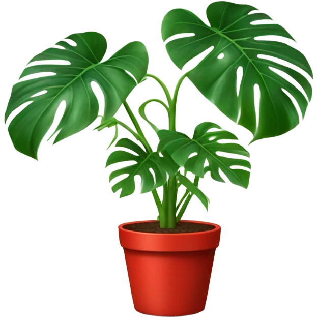 Grown monstera plant with a red pot emoji