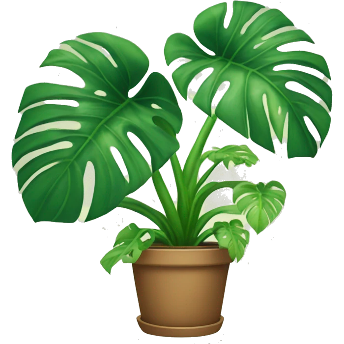 potted monstera plant emoji