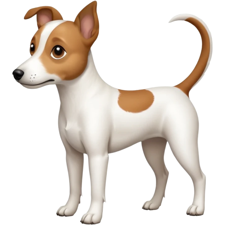 a full body white jack russel looking dog the size of a kelpie with light brown ears and a light brown patch on one eye, flopped down ears and a large snout emoji