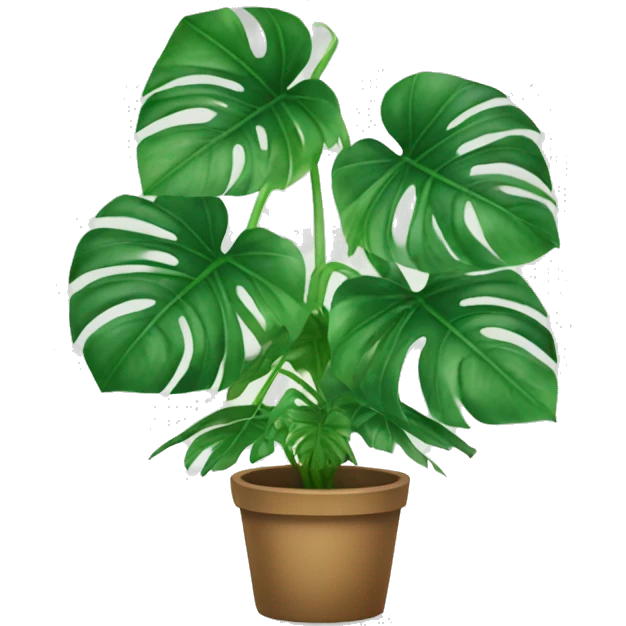 Monstera plant  emoji